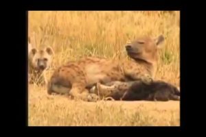 Hyena Attack Lion Best animals fights  with wild 2016 animals lion tiger bear attack