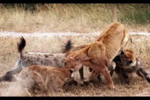 Hyenas kill lion - Lions vs hyenas - Animal Fights