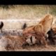 Hyenas kill lion - Lions vs hyenas - Animal Fights