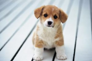 I GOT THE CUTEST DOG EVER!? - (CUTE DOG) - PUPPY