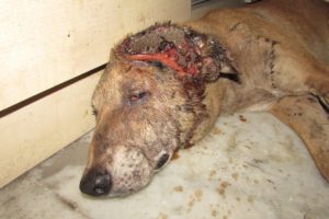 Incredible recovery of alarmingly injured dog found waiting to die
