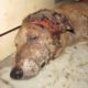Incredible recovery of alarmingly injured dog found waiting to die