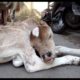 Injured baby calf rescued; mama refuses to leave his side