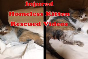 Injured in a car accident Homeless Kitten Rescued Videos