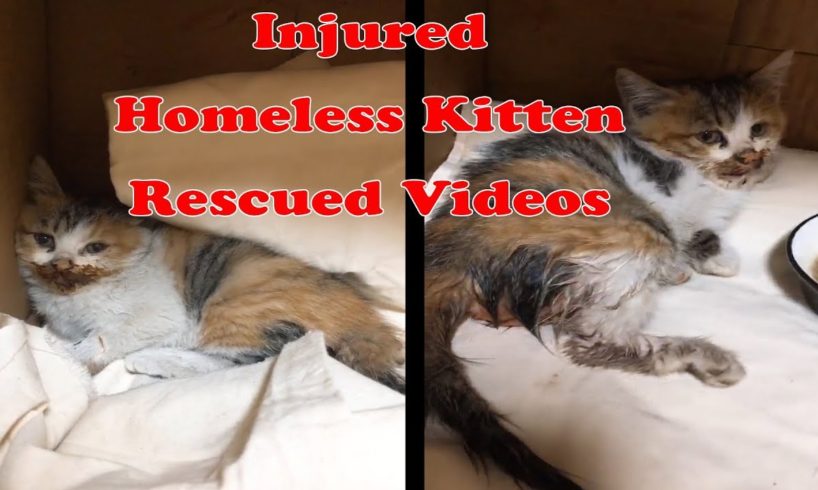 Injured in a car accident Homeless Kitten Rescued Videos