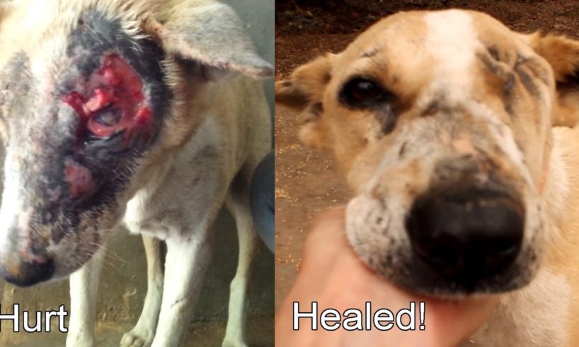 Injured rescue dog Isobel makes fast recovery at Animal Aid Unlimited, India