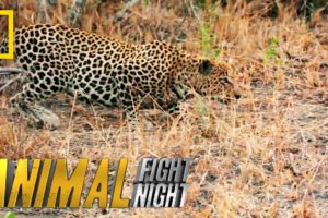 It's a Leopard Stakeout | Animal Fight Night