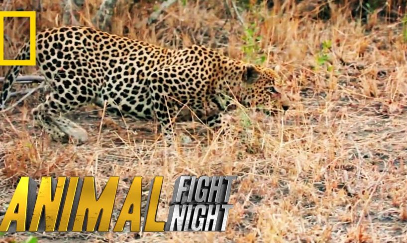 It's a Leopard Stakeout | Animal Fight Night