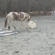 Jagger Playing with a Barrel Horse Play Silly Funny Animals