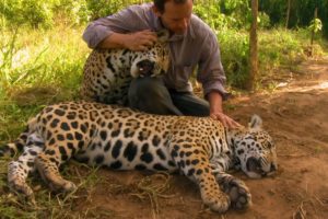 Jaguar Orphan Fights Mystery Illness | Jaguars Born Free | BBC Earth