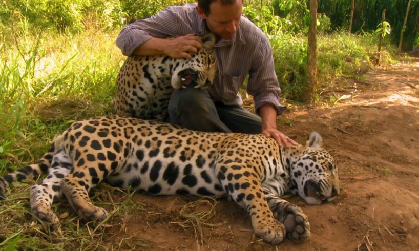 Jaguar Orphan Fights Mystery Illness | Jaguars Born Free | BBC Earth