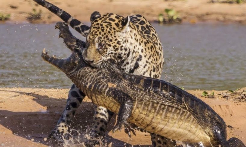 Jaguar VS Crocodile & Amazing Animal Fights - Wild Animals Documentary 2018