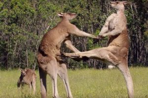 Kangaroo Boxing Fight | Life Story | BBC Earth