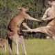 Kangaroo Boxing Fight | Life Story | BBC Earth