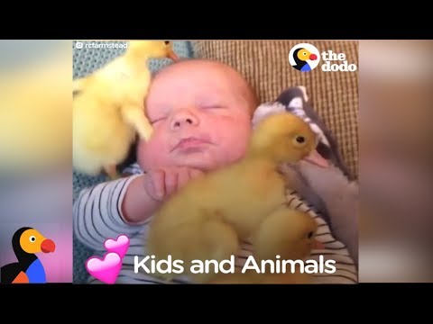 Kids and Animals LOVE Each Other Compilation | The Dodo