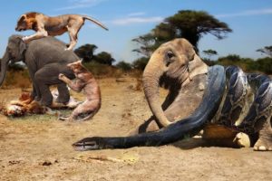 King Cobra Snake Vs Elephant Real Fight | Wild Animals Attacks - Wild Animal Fights Caught On Camera
