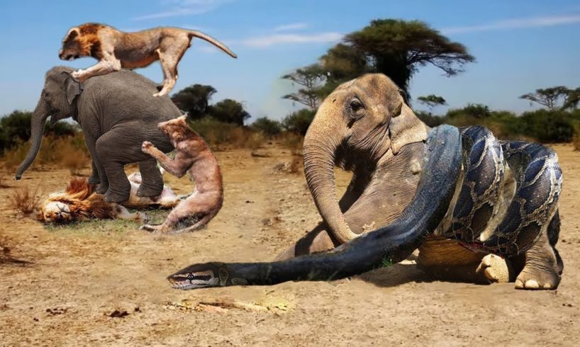King Cobra Snake Vs Elephant Real Fight | Wild Animals Attacks - Wild Animal Fights Caught On Camera