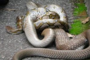 King Cobra Vs python, King Cobra Vs snake fight to death compilation