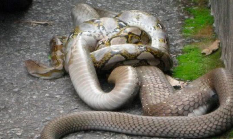 King Cobra Vs python, King Cobra Vs snake fight to death compilation