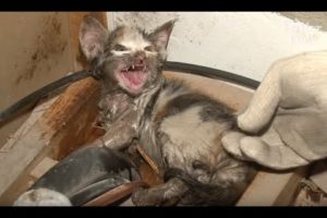 Kitten Drenched In Sticky Glue From A Mouse Trap | Animal In Crisis EP33