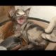 Kitten Drenched In Sticky Glue From A Mouse Trap | Animal In Crisis EP33