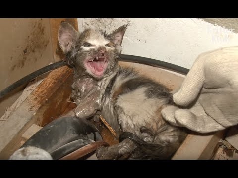 Kitten Drenched In Sticky Glue From A Mouse Trap | Animal In Crisis EP33