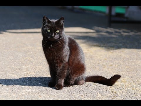 Kitten was rescued and found she was pregnant | cat rescue videos | kittens rescued