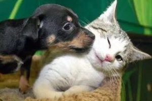 Kittens Meet Puppies For The First Time Try Not to Laugh! - Cats Meeting Dogs, Funny Kitty Cats