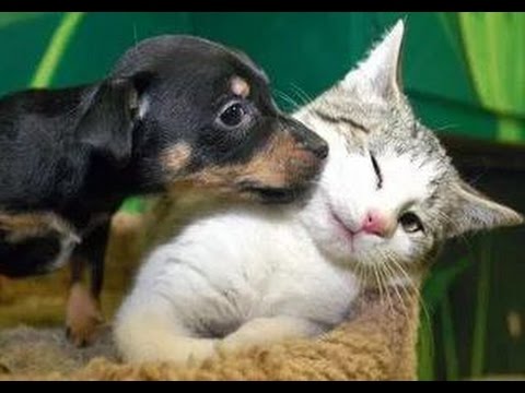 Kittens Meet Puppies For The First Time Try Not to Laugh! - Cats Meeting Dogs, Funny Kitty Cats