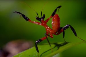 Kung Fu Mantis Vs Jumping Spider | Life Story | BBC