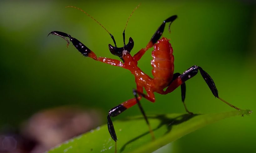 Kung Fu Mantis Vs Jumping Spider | Life Story | BBC