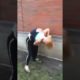 Kz kavgas Two pretty girls fist fight