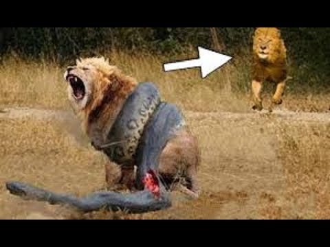 LIVE : National Geographic Animals - Craziest Animal Fights! - BBC Documentary Discovery Animals