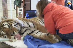 LIVE: Rescue Tiger Gets Vet Exam at Wild Animal Sanctuary | The Dodo Live