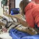 LIVE: Rescue Tiger Gets Vet Exam at Wild Animal Sanctuary | The Dodo Live