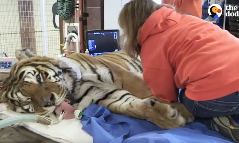 LIVE: Rescue Tiger Gets Vet Exam at Wild Animal Sanctuary | The Dodo Live