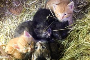 LIVE:  Surprise baby kittens from Stanley's feral colony!  TinyKittens.com