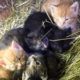 LIVE:  Surprise baby kittens from Stanley's feral colony!  TinyKittens.com