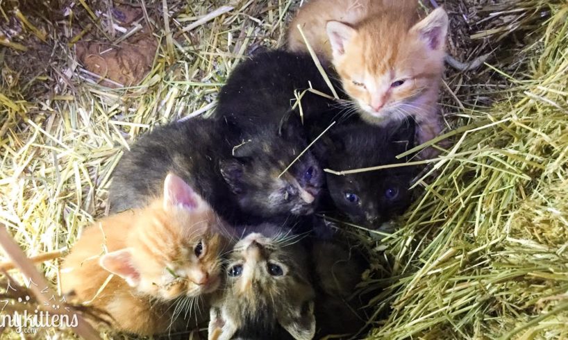 LIVE:  Surprise baby kittens from Stanley's feral colony!  TinyKittens.com