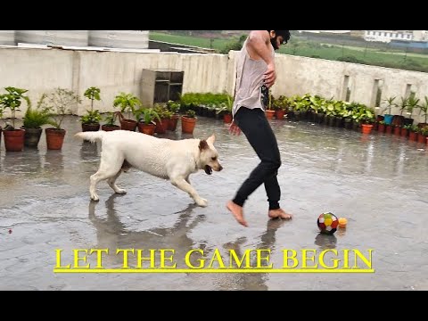 Labrador Dog Playing Football and Rugby in Rain As Summer Ends.