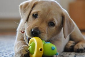 Labrador Retriever Puppies Funny And Cute Videos - Cute Puppy Vines