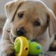 Labrador Retriever Puppies Funny And Cute Videos - Cute Puppy Vines