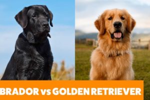 Labradors vs Golden Retrievers - Pet Guide | Funny Pet Videos