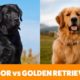 Labradors vs Golden Retrievers - Pet Guide | Funny Pet Videos