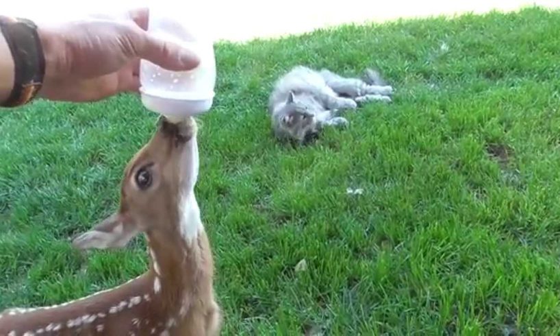 Learning to drink from a bottle. Baby deer rescue and release