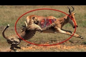Leopards Attack deer compilation -  Best moment Animal Fights 2016