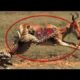 Leopards Attack deer compilation -  Best moment Animal Fights 2016