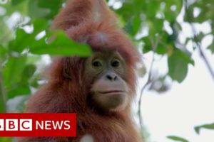 Leuser : Baby orangutans rescued from Indonesia's pet trade - BBC News