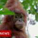 Leuser : Baby orangutans rescued from Indonesia's pet trade - BBC News