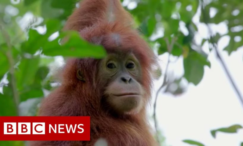 Leuser : Baby orangutans rescued from Indonesia's pet trade - BBC News